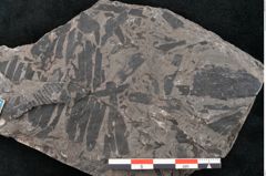 Foto (Detailansicht) von Dioonites permaeformis Schenk (NHMW-GEO-2024-0188-10642)